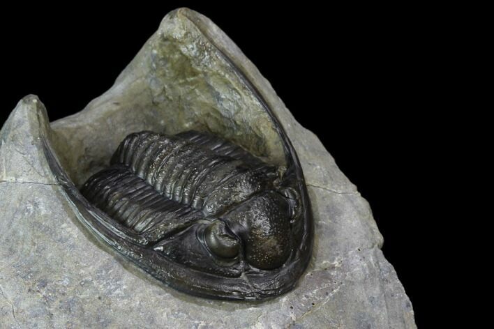 Cornuproetus Trilobite Fossil - Ofaten, Morocco #125209